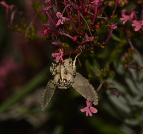 Hecatera dysodea